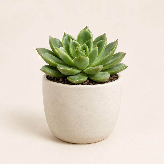 Potted Succulent Plant image